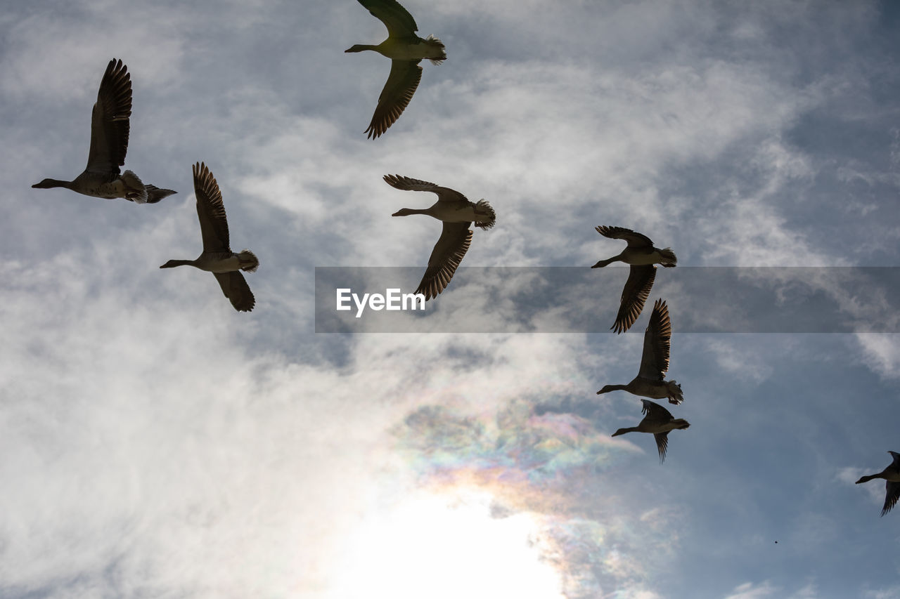 BIRDS FLYING IN SKY