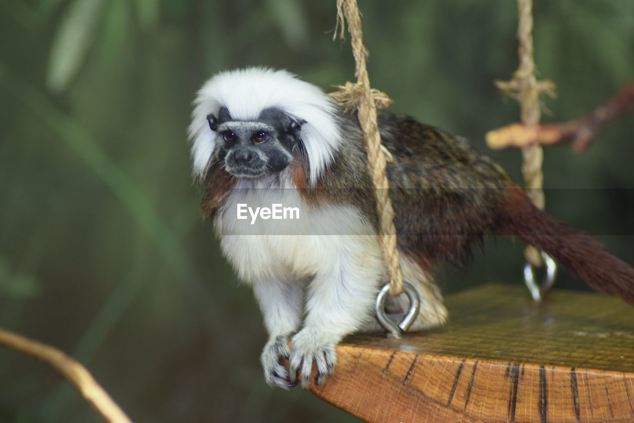 close-up of monkey on tree