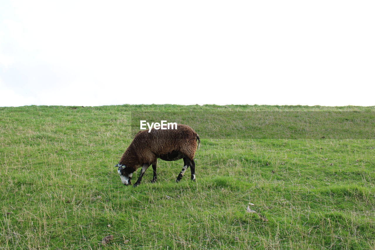 HORSE GRAZING ON FIELD