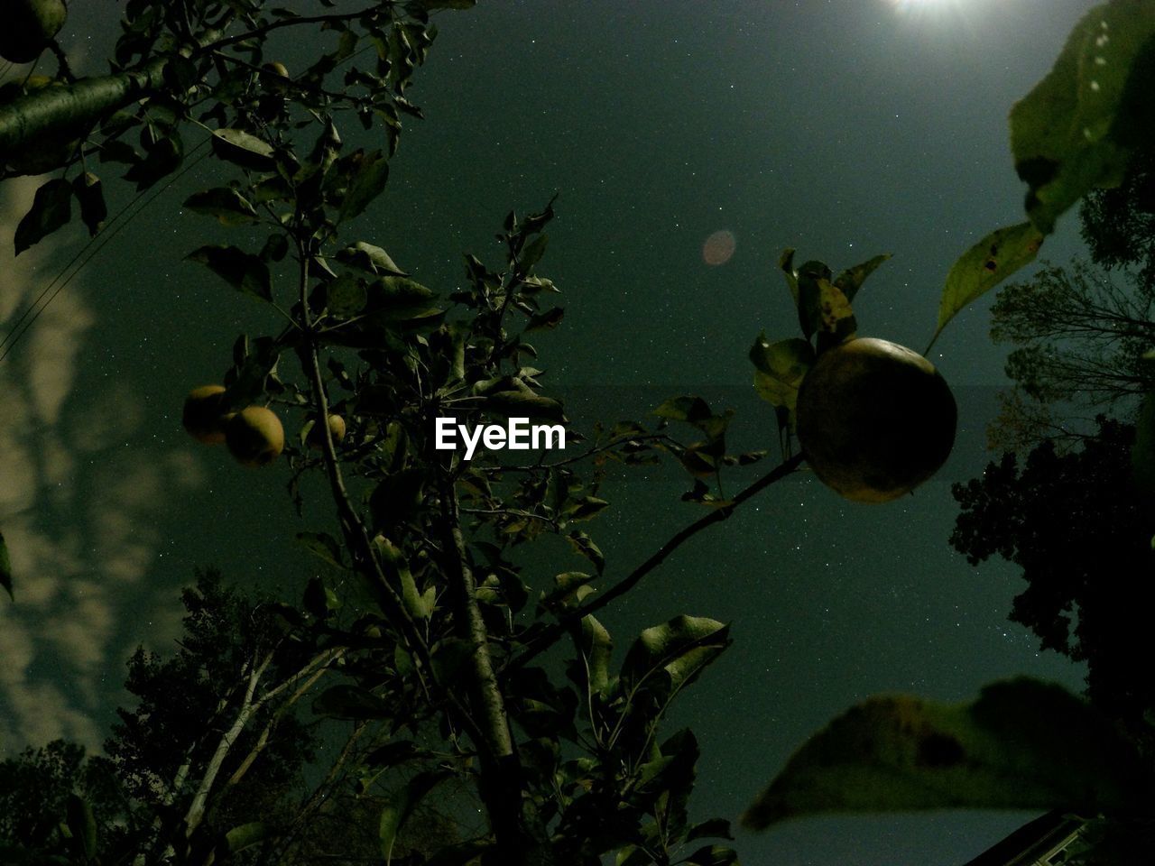 Low angle view of fruits growing on tree against clear sky
