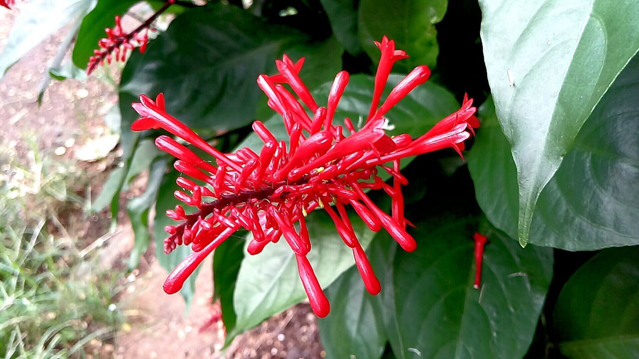 CLOSE-UP OF RED FLOWER ON PLANT