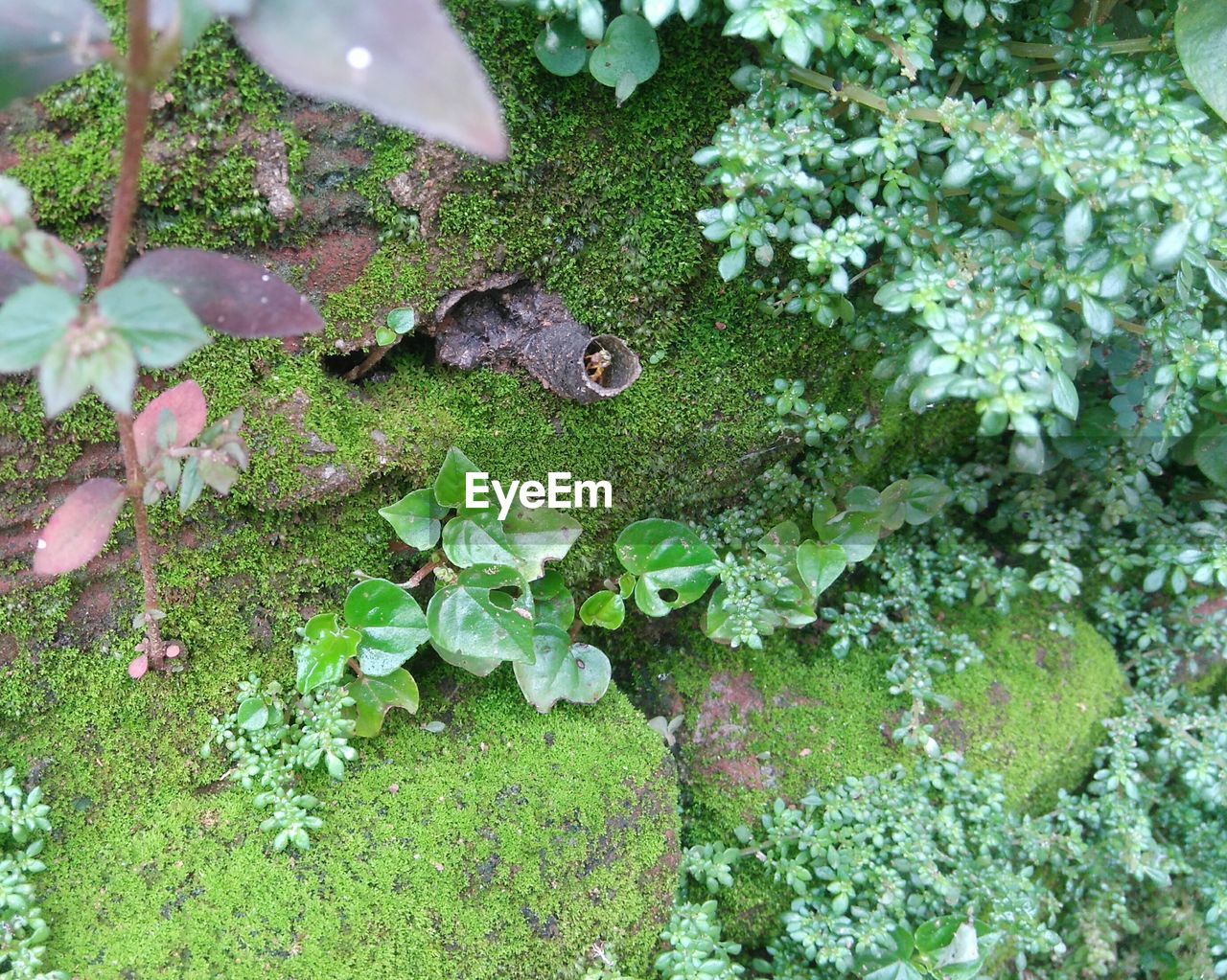 PLANTS GROWING ON A TREE