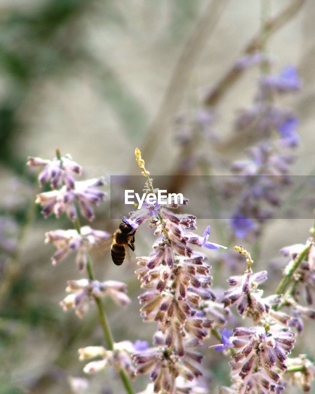 CLOSE-UP OF BEE POLLINATING ON PURPLE FLOWERS