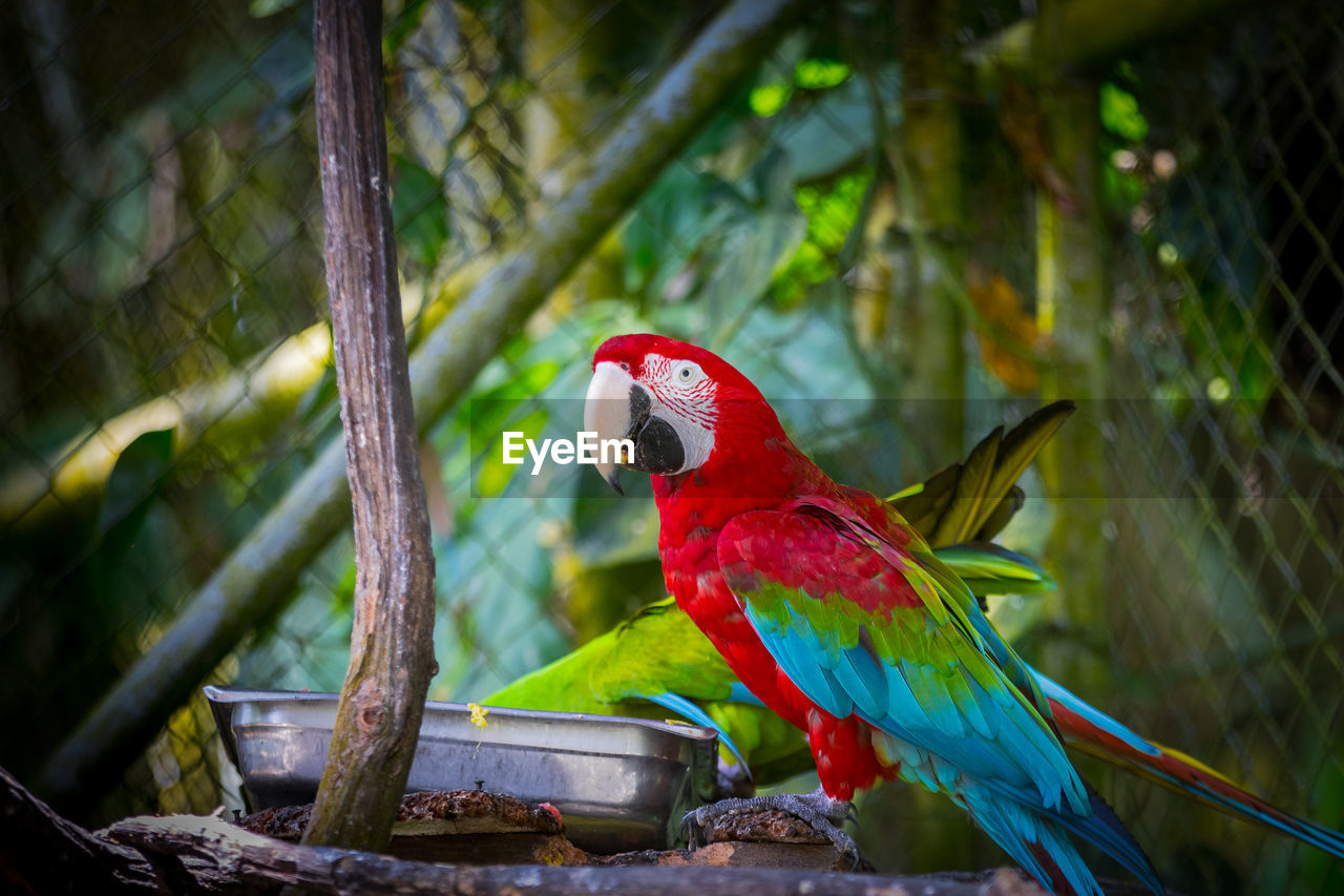 close-up of parrot perching on branch