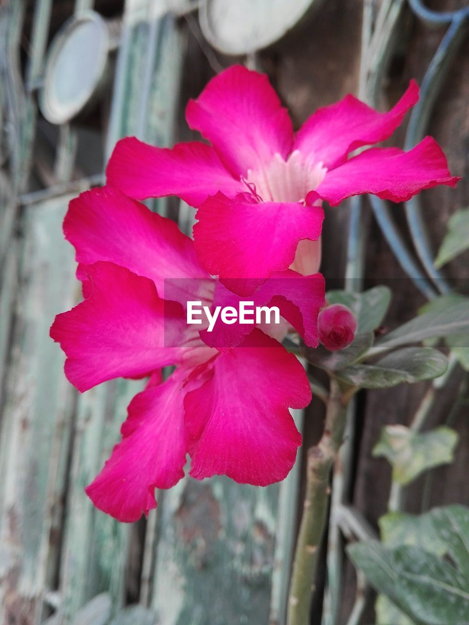 CLOSE-UP OF PINK FLOWERS