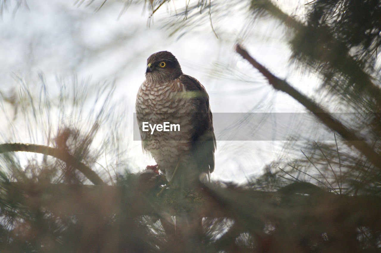 Close-up of bird perching on branch