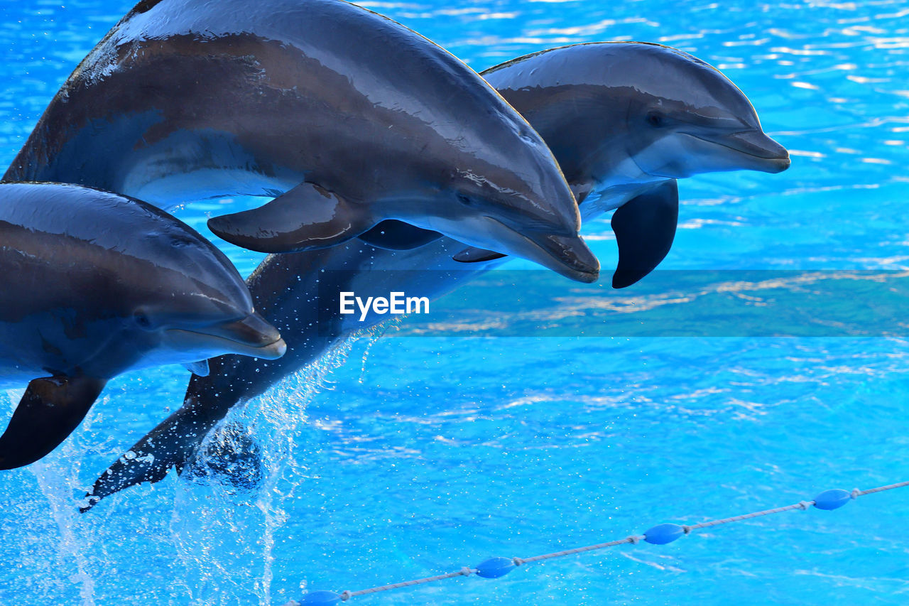 Dolphins jumping out of the water 