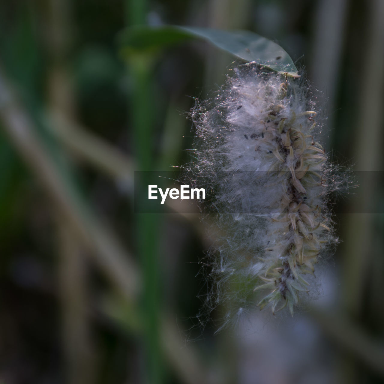 CLOSE-UP OF WHITE DANDELION ON PLANT