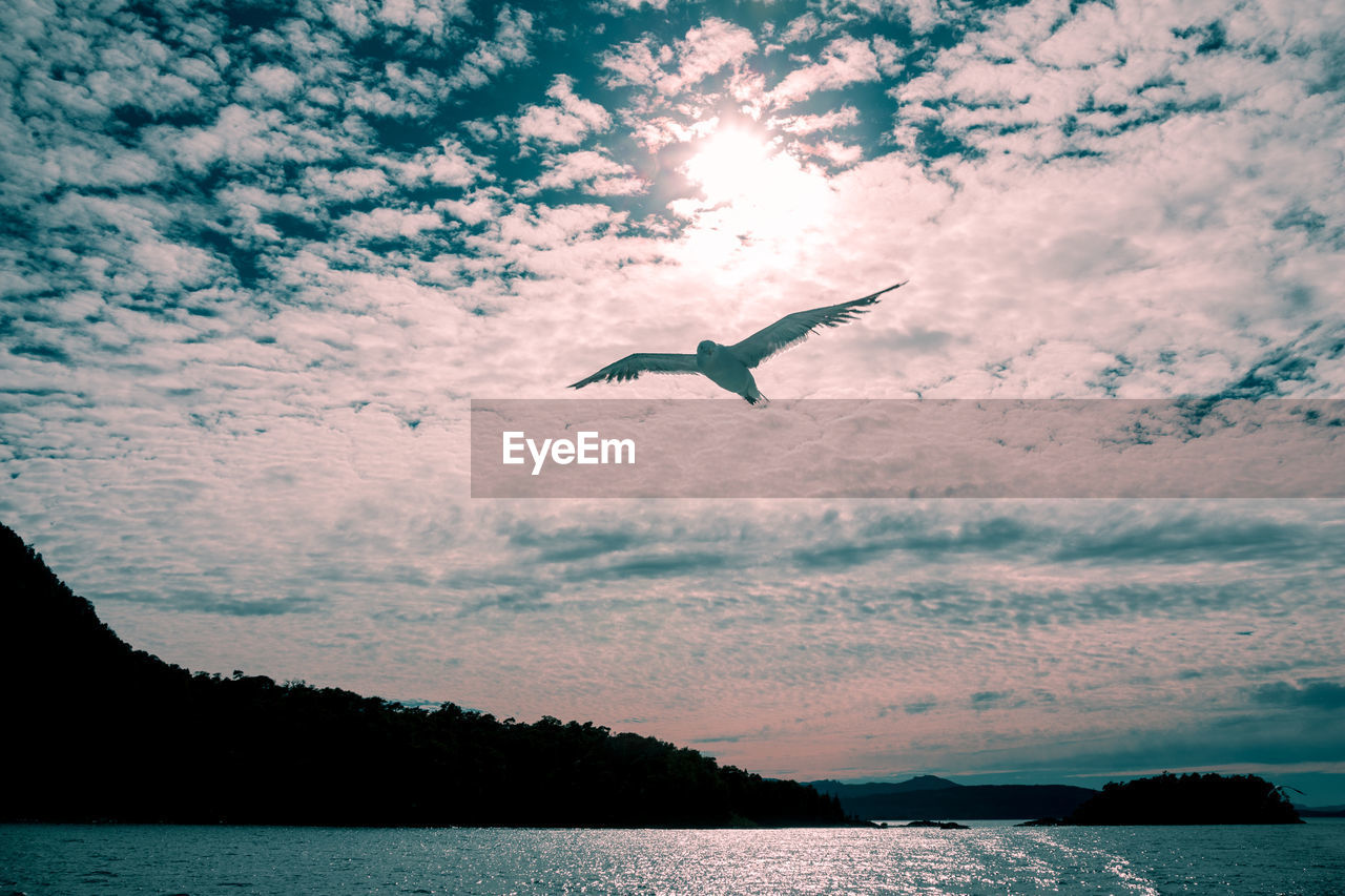 Seagull flying over sea against sky