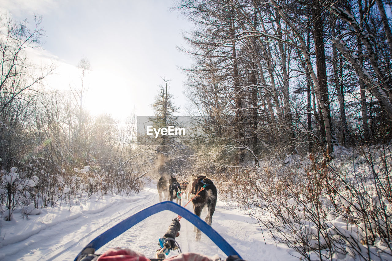 Sled dogs on snow covered field at forest