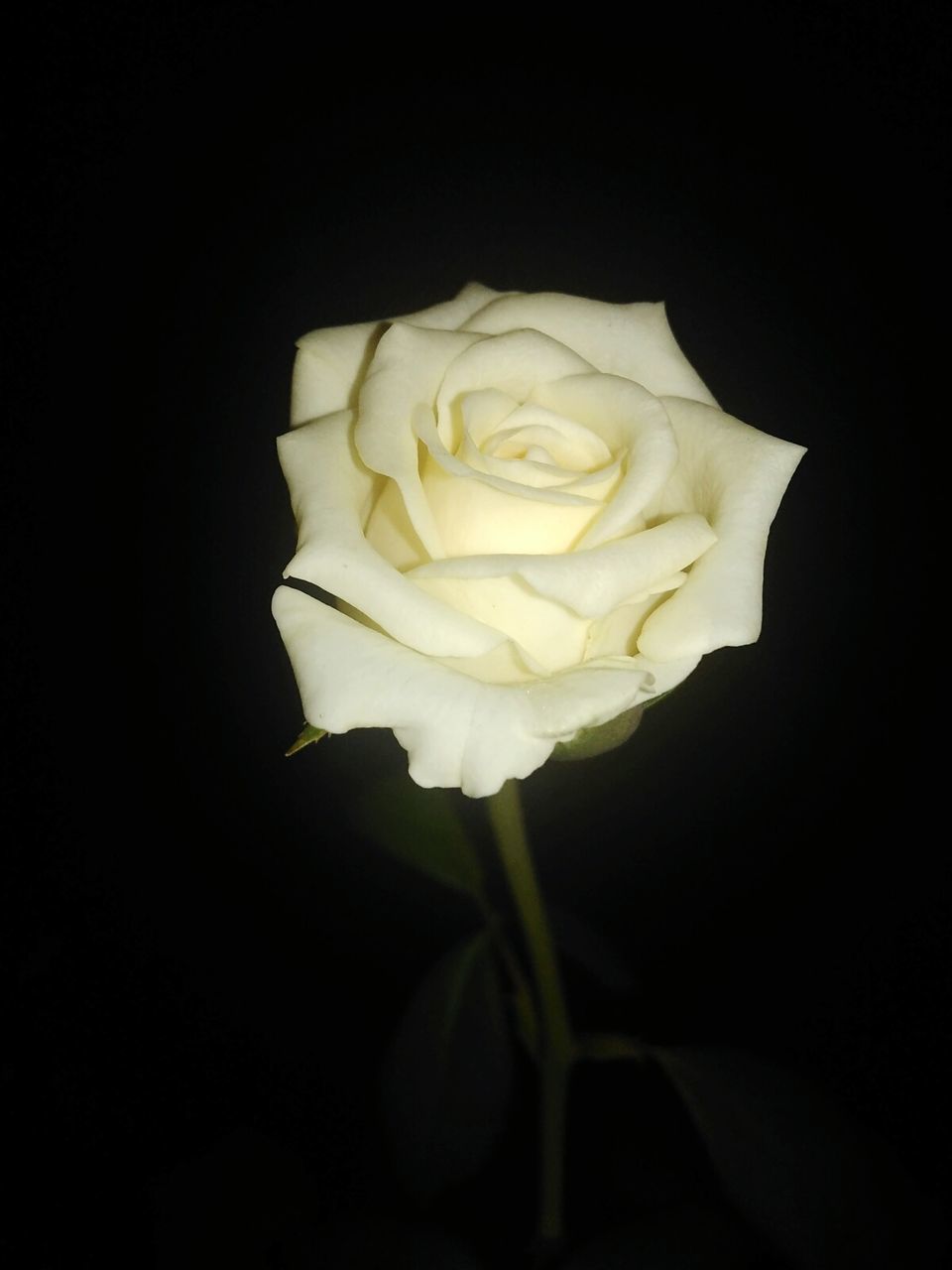 Close-up of rose over black background