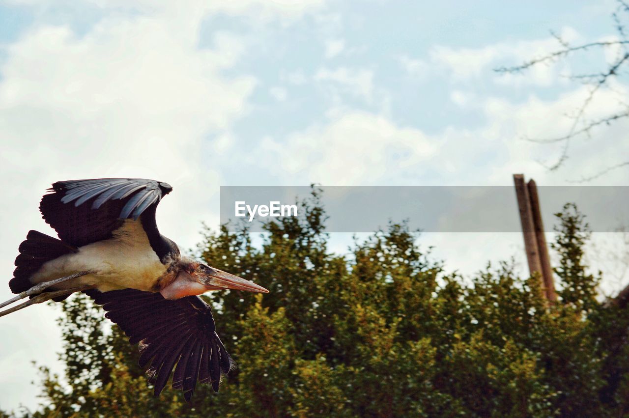 LOW ANGLE VIEW OF BIRD PERCHING ON A PLANT