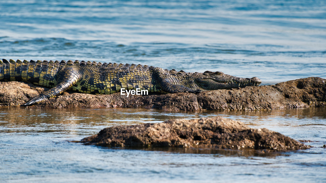 View of crocodile on rock by river