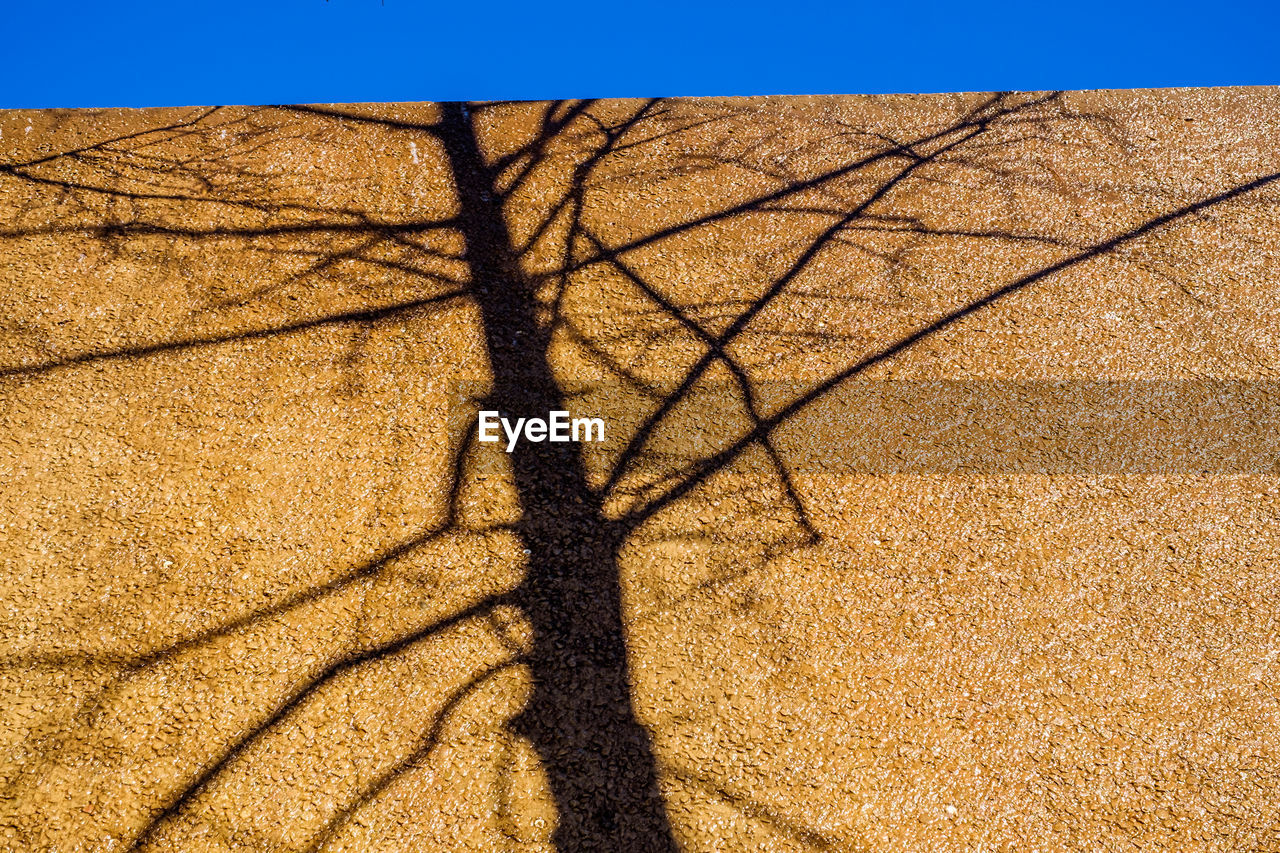 Shadow of tree on desert