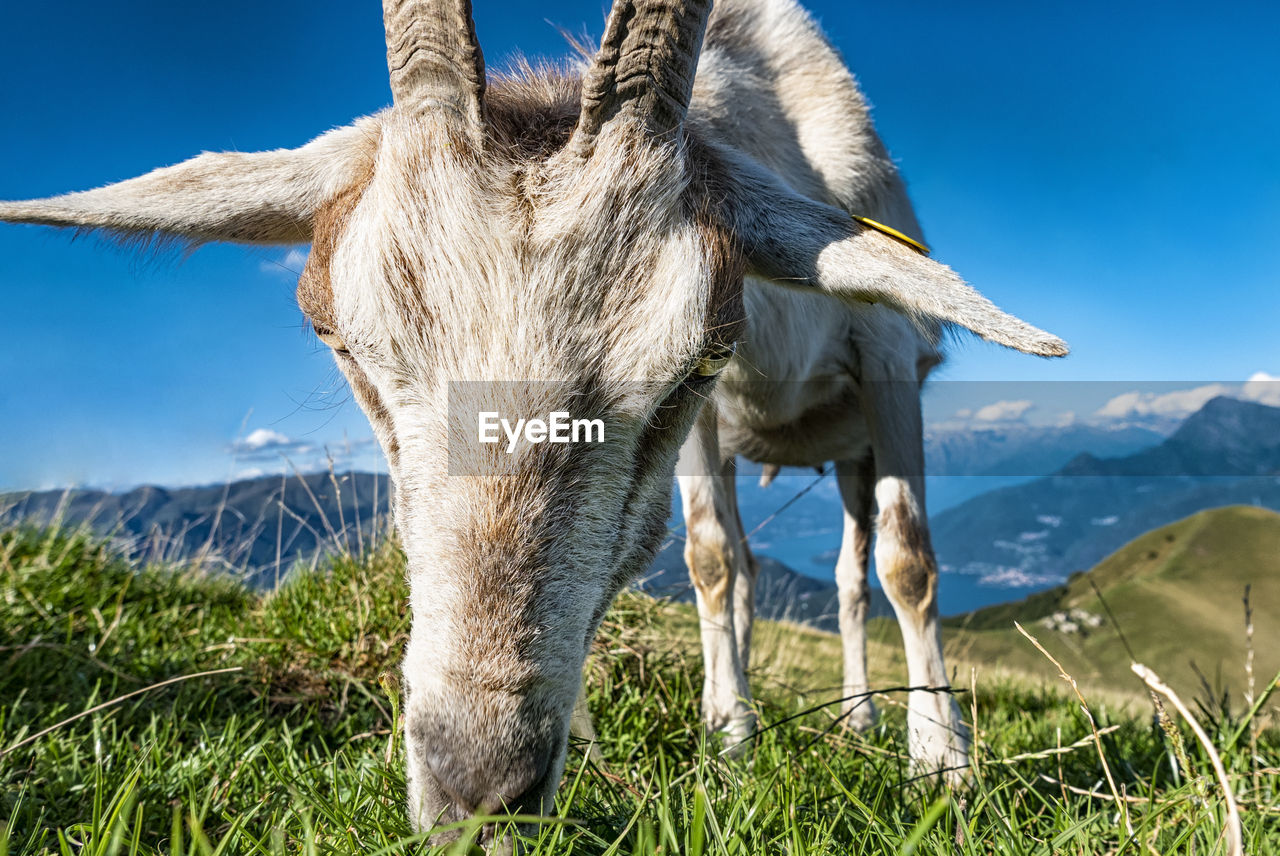Close-up of a goat in the alps