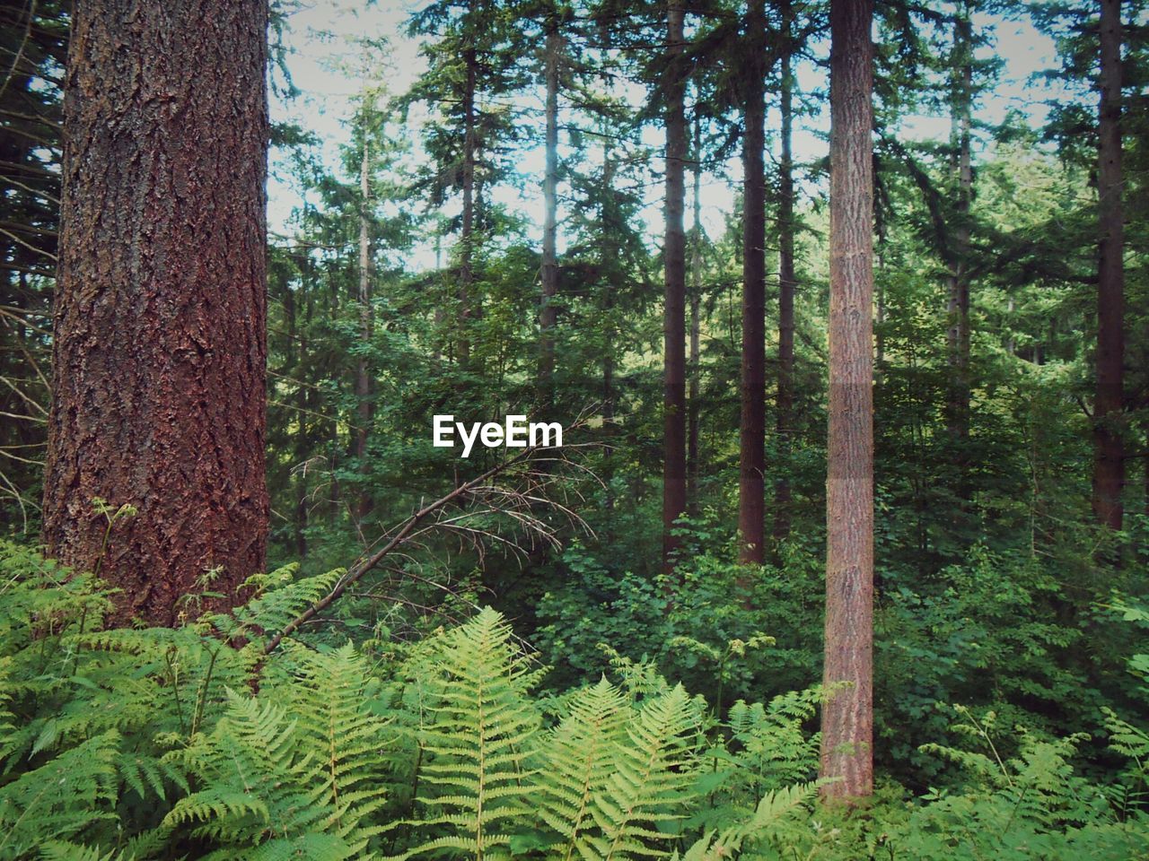 Fresh green plants amidst trees in forest