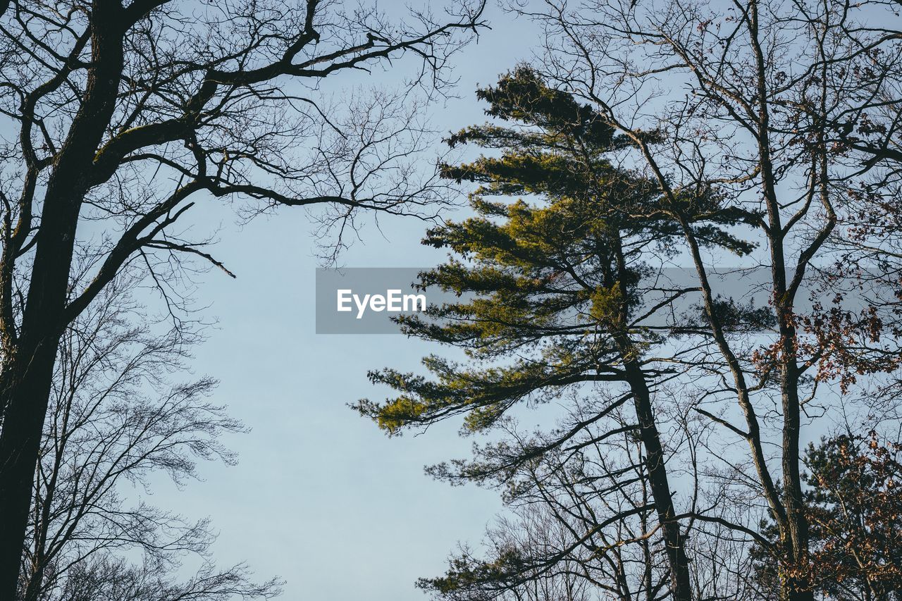 LOW ANGLE VIEW OF A TREE AGAINST SKY