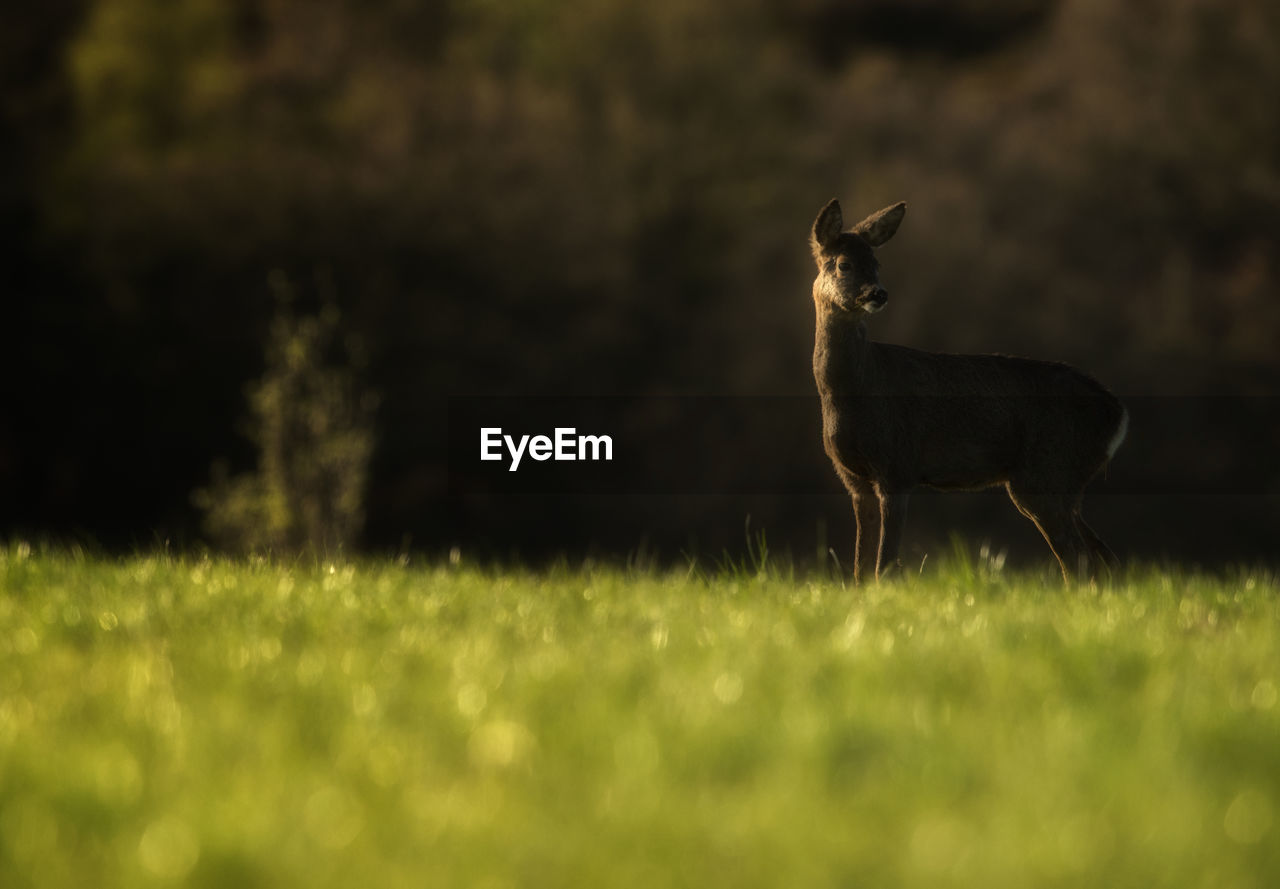 DEER IN FIELD