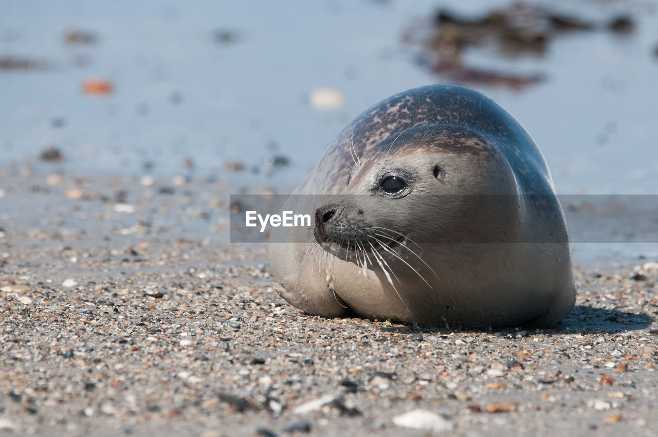 Close-up of a harbor seal pup at the beach