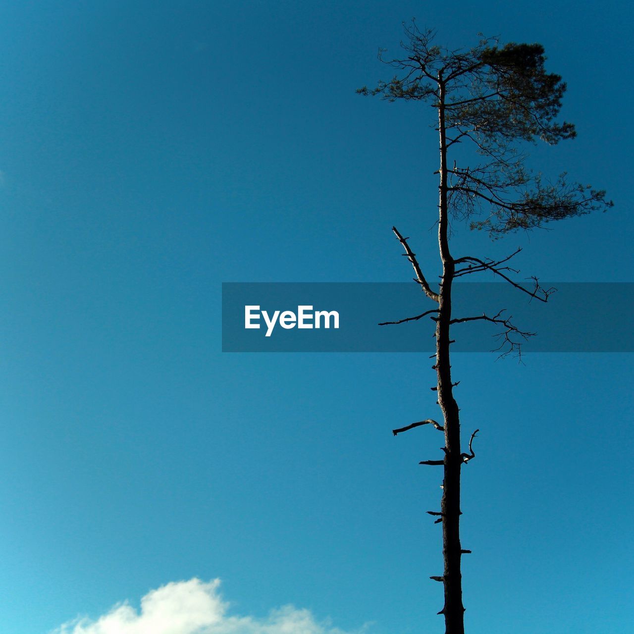 Low angle view of silhouette trees against clear sky