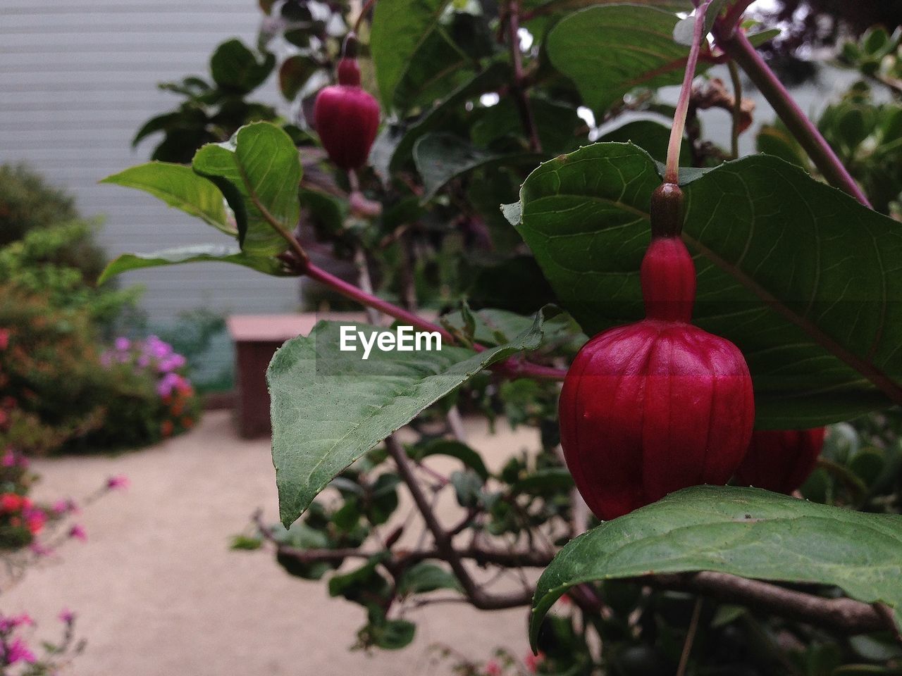 Close-up of fruits growing on tree