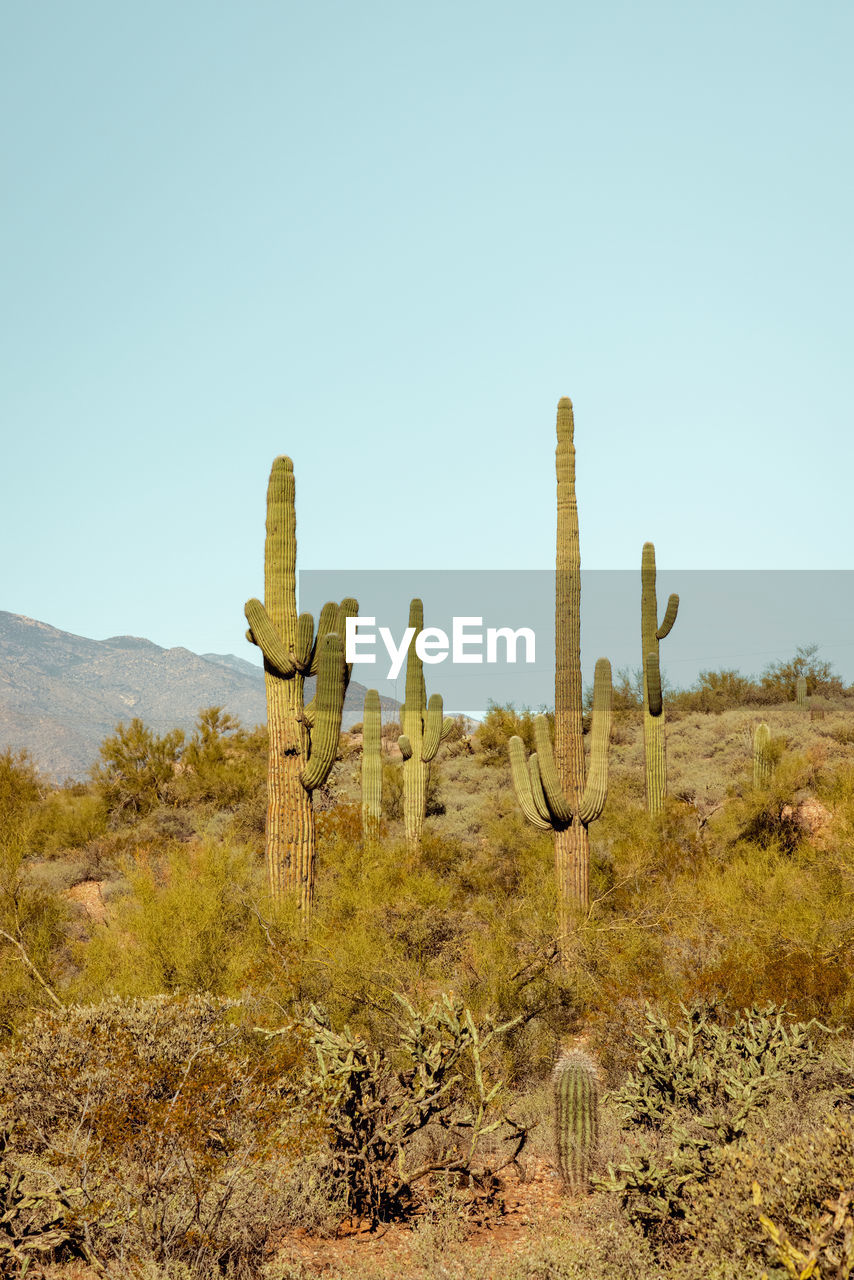 Group of saguaro cacti standing prominently in the sanoran desert near phoenix arizona us. 