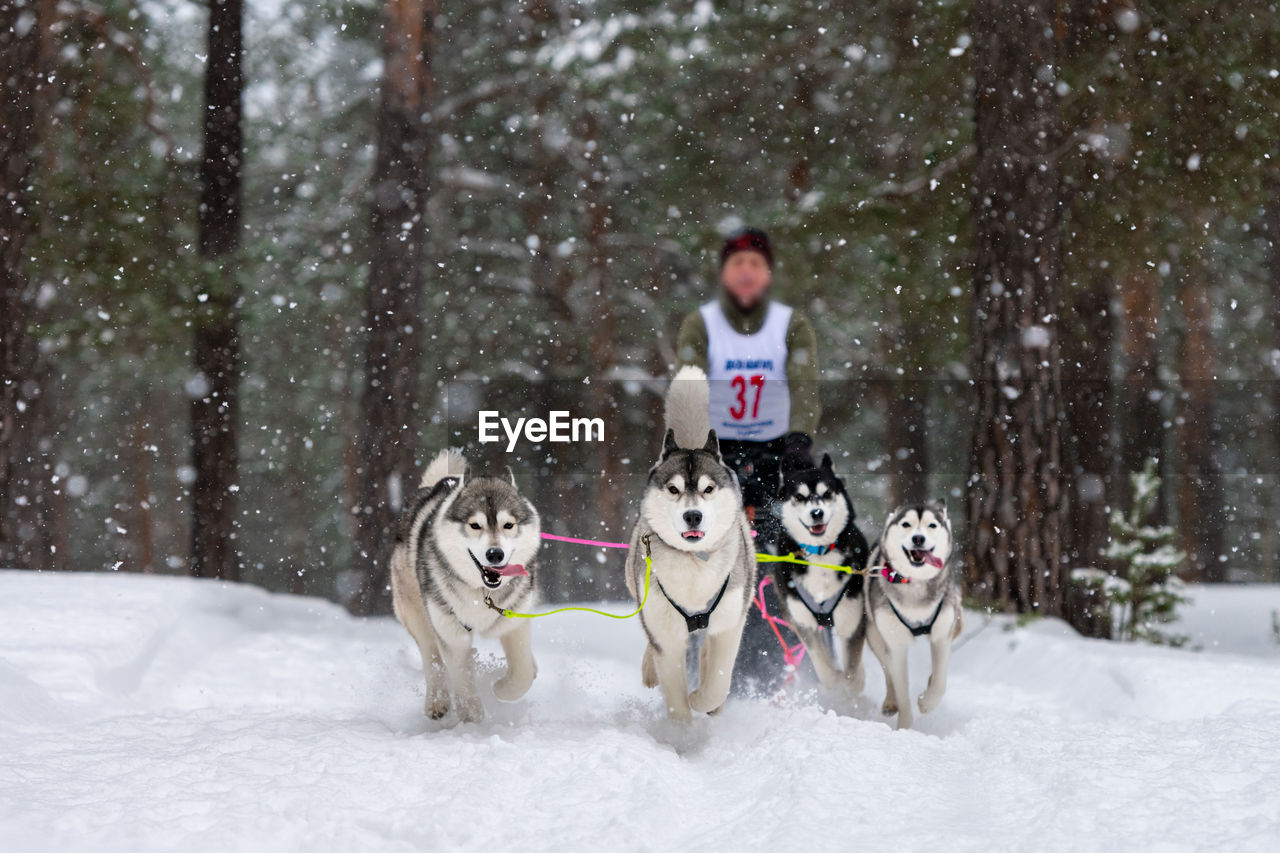 VIEW OF A DOG ON SNOW