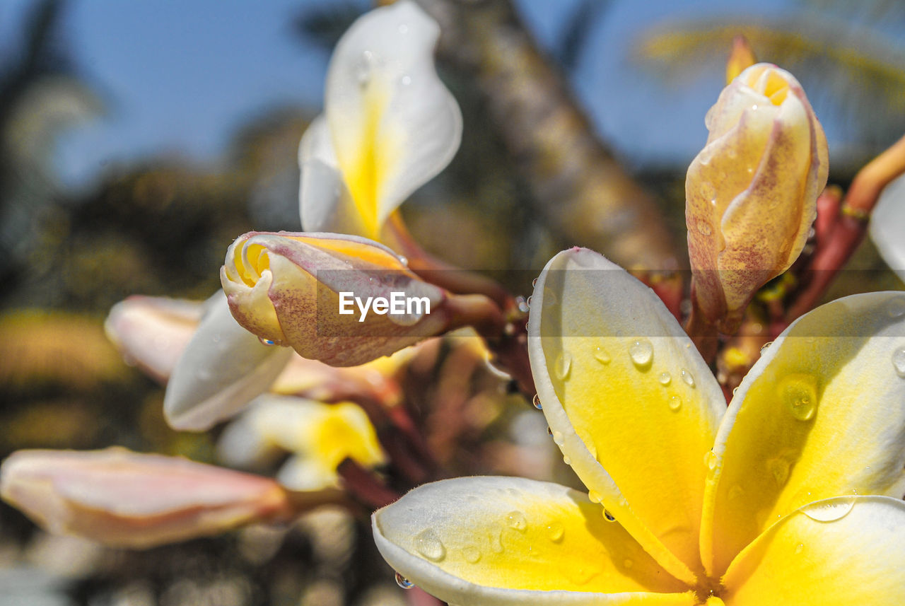 Close-up of wet yellow plumeria  flower
