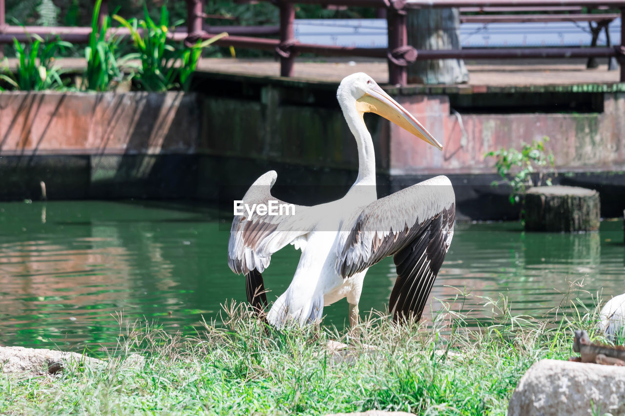 BIRD IN A LAKE