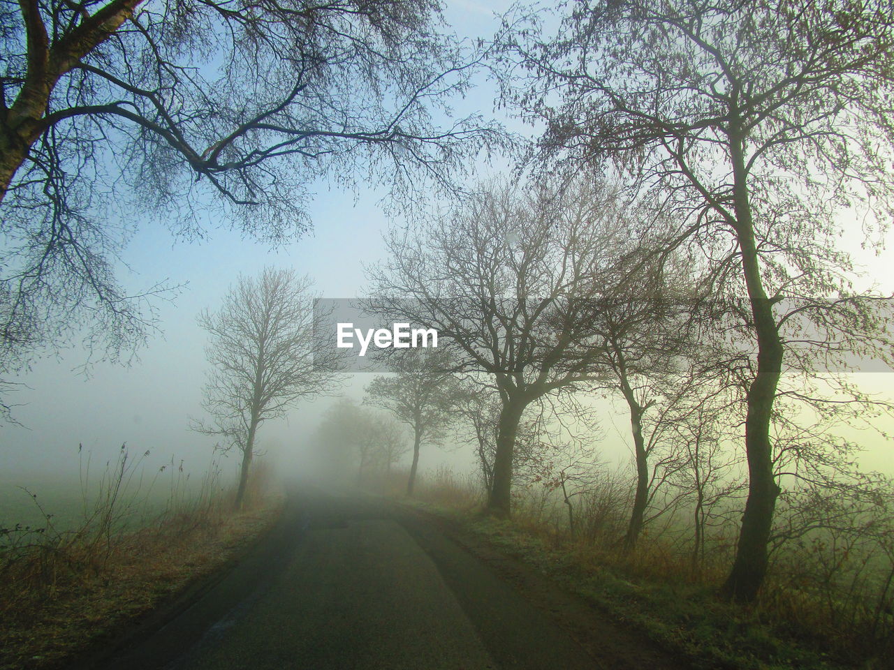 Road amidst trees against sky during foggy weather