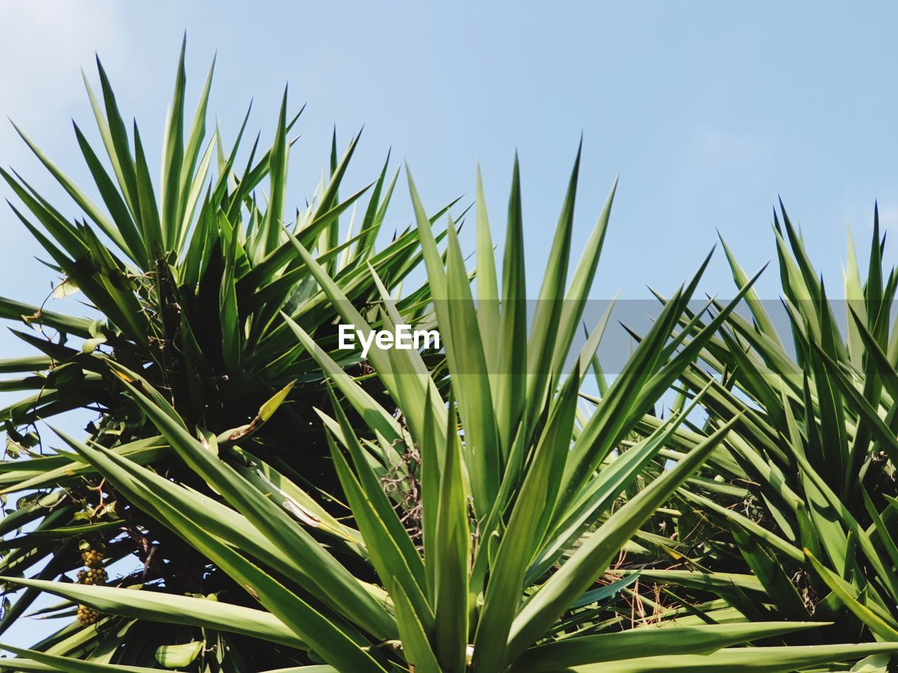 CLOSE-UP OF CROPS GROWING ON FIELD