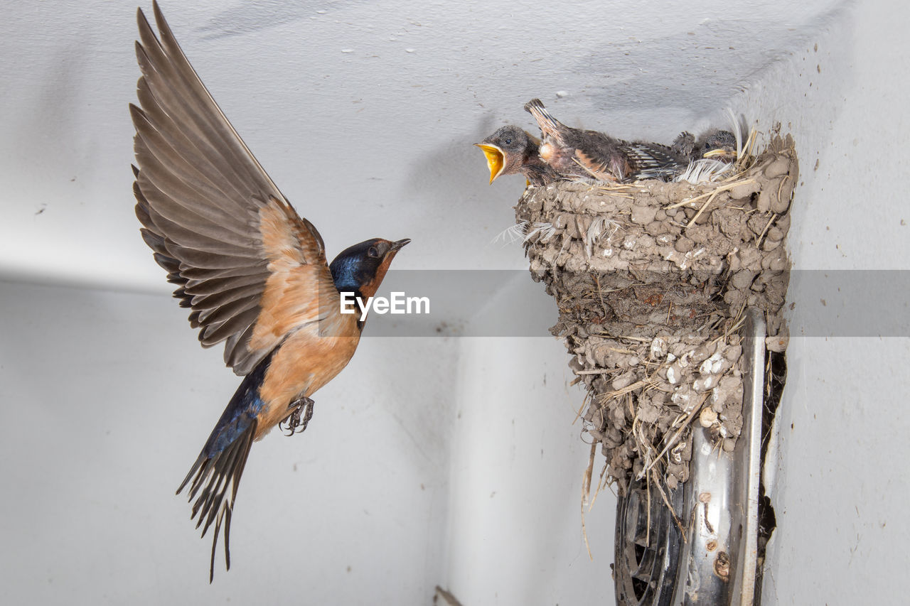 CLOSE-UP OF BIRDS FLYING