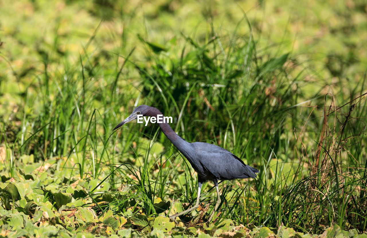 Little blue heron bird egretta caerulea hunts for frogs amid water fern salvinia minima 