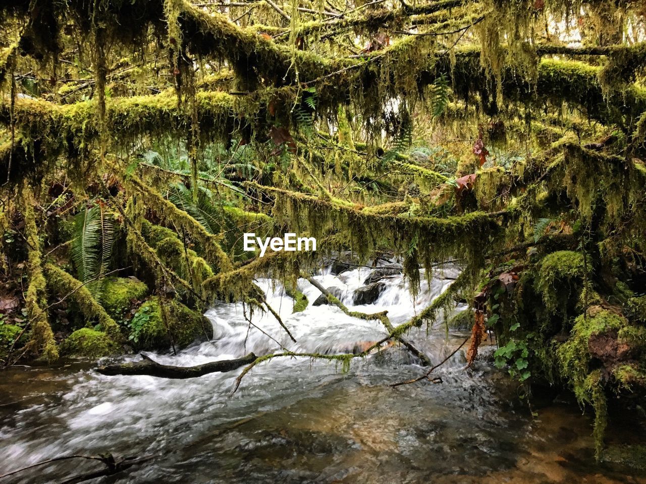 Scenic view of river in forest