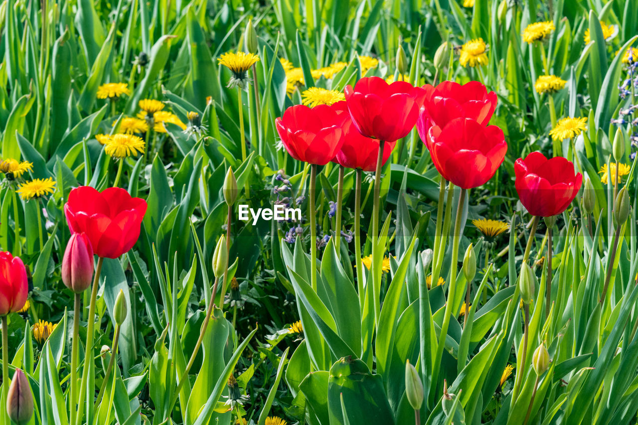 plant, flower, flowering plant, beauty in nature, growth, freshness, red, fragility, green, field, nature, land, petal, inflorescence, close-up, flower head, grass, tulip, no people, day, poppy, meadow, outdoors, springtime, botany, sunlight, plant stem, leaf, plant part, tranquility, yellow, vibrant color