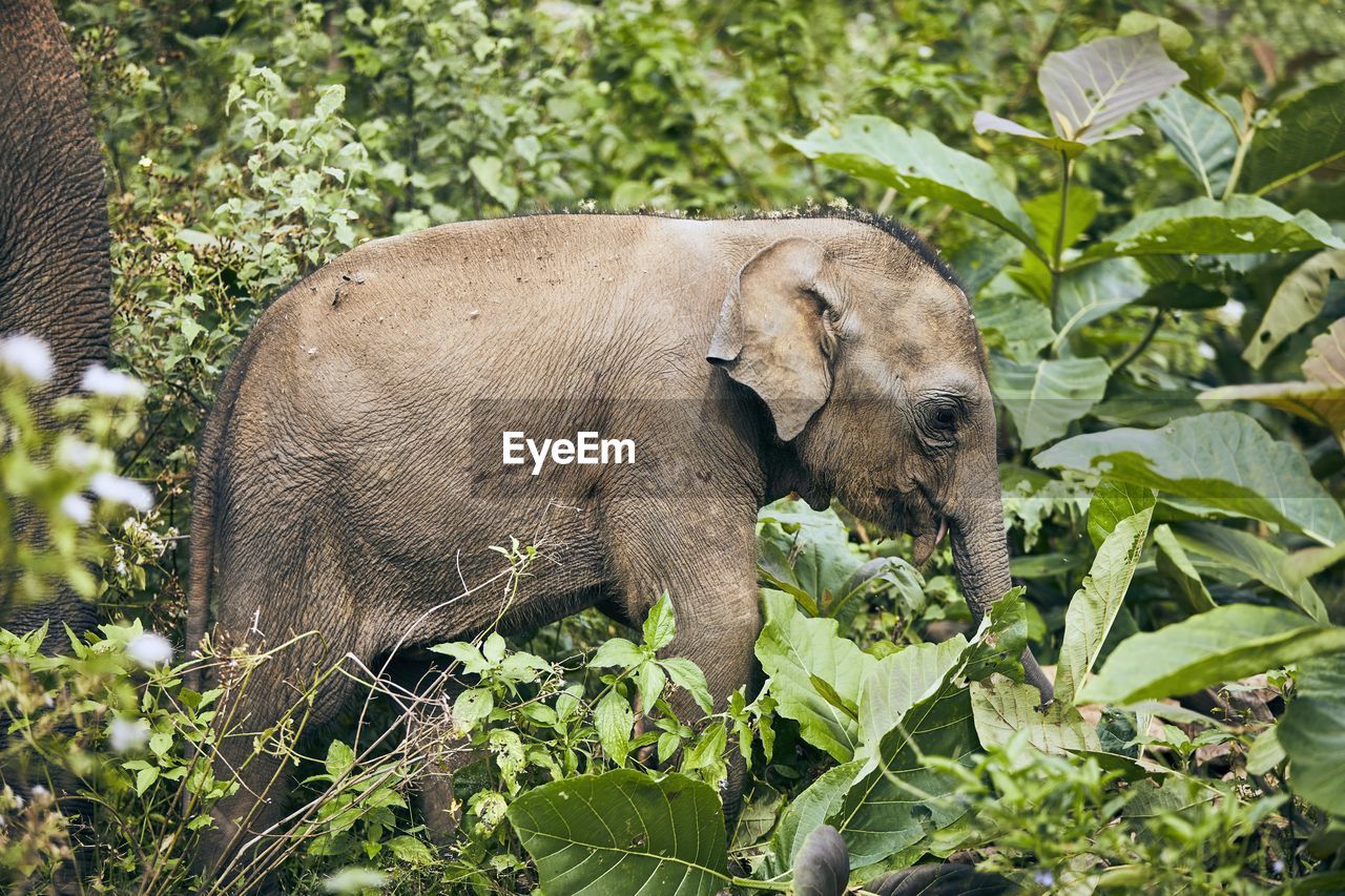 Calf grazing on amidst plants