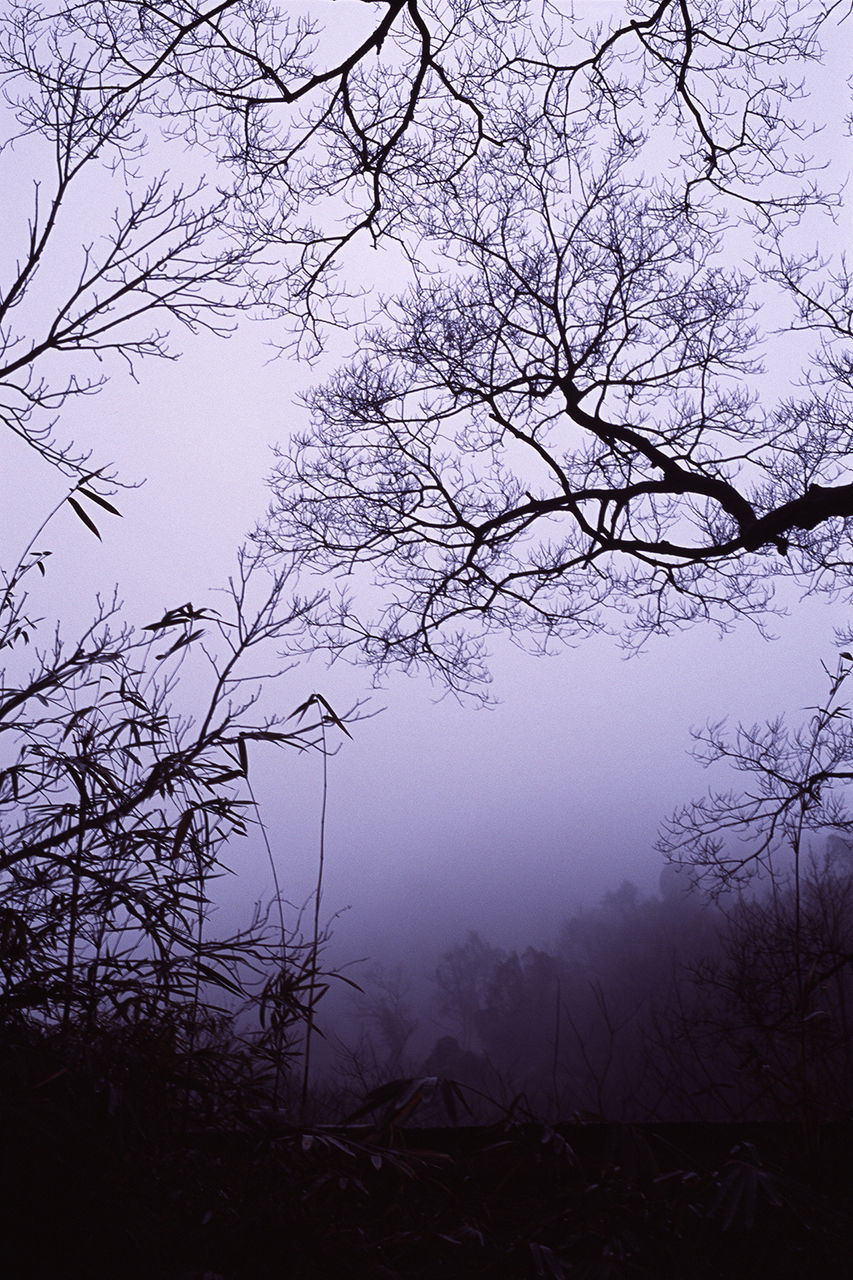 Low angle view of silhouette trees on field during foggy weather