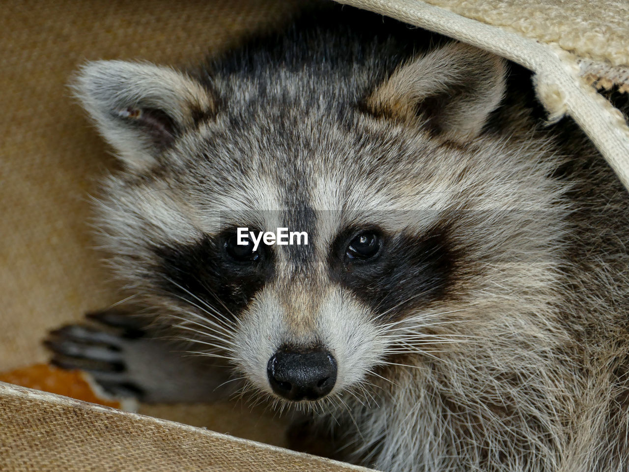 Close-up portrait of raccoon 