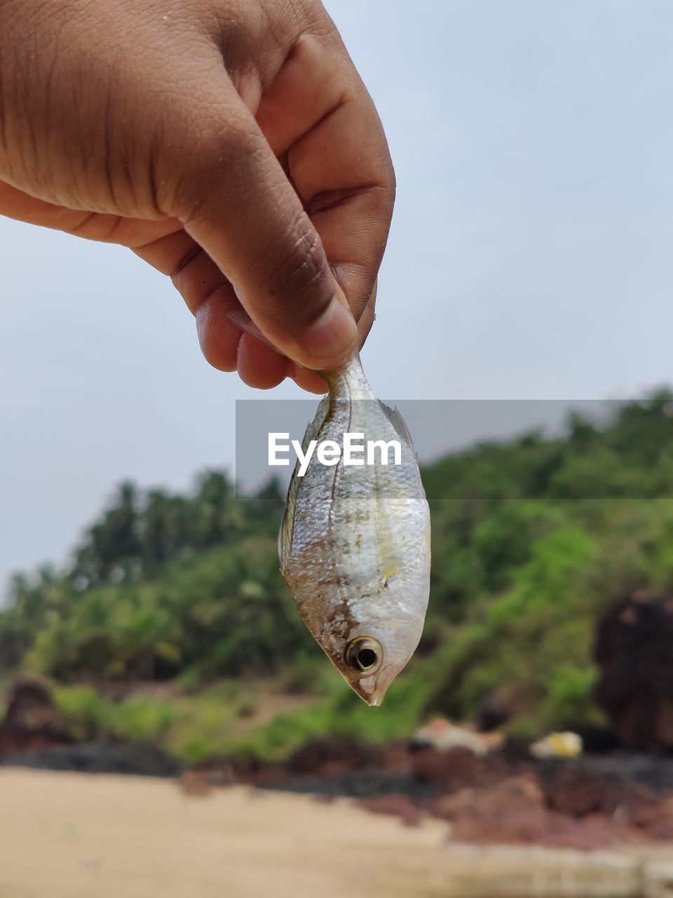 hand, animal, one person, holding, fishing, animal themes, nature, focus on foreground, animal wildlife, fish, close-up, day, one animal, sky, water, outdoors, wildlife, men, catch of fish, sea, fishing hook, land, activity, finger, plant