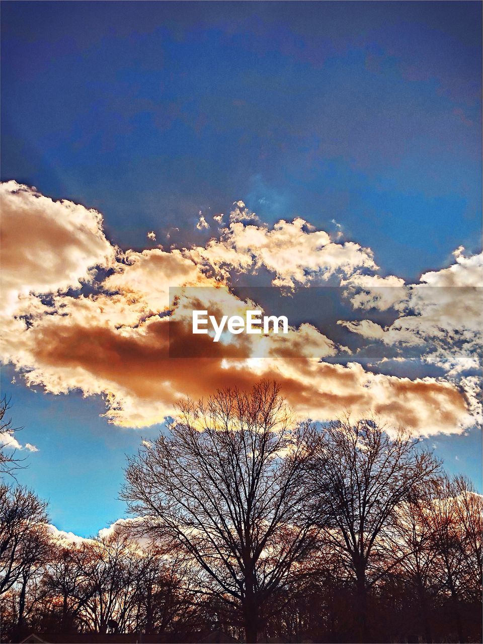 LOW ANGLE VIEW OF SILHOUETTE BARE TREES AGAINST SKY
