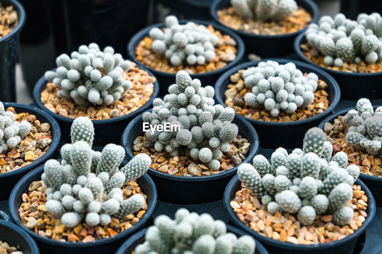 large group of objects, food and drink, food, market, retail, abundance, freshness, flower, no people, cactus, variation, business, for sale, business finance and industry, market stall, nature, arrangement, outdoors