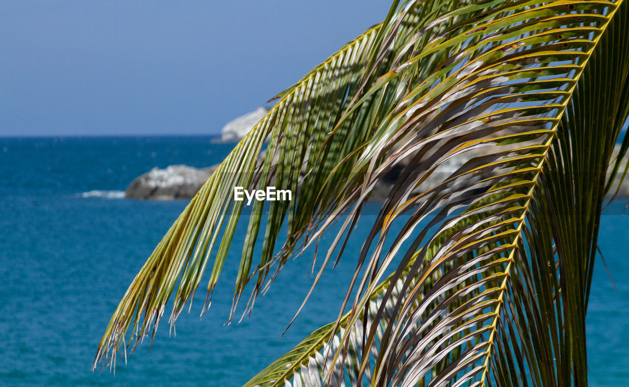 PALM TREE BY SEA AGAINST SKY