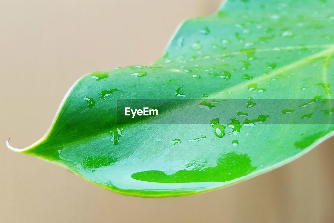 Close-up of leaf