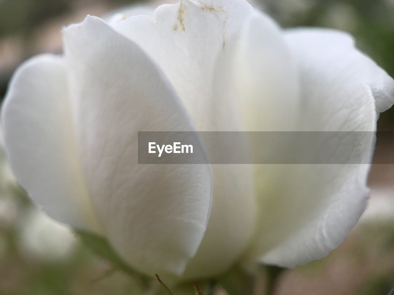 CLOSE-UP OF FLOWER BLOOMING