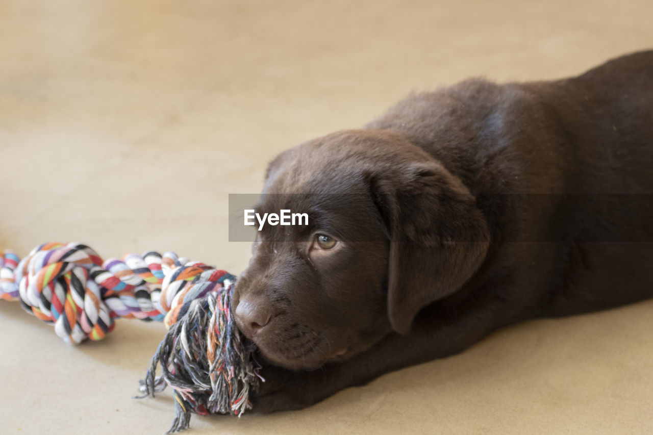 CLOSE-UP OF A DOG