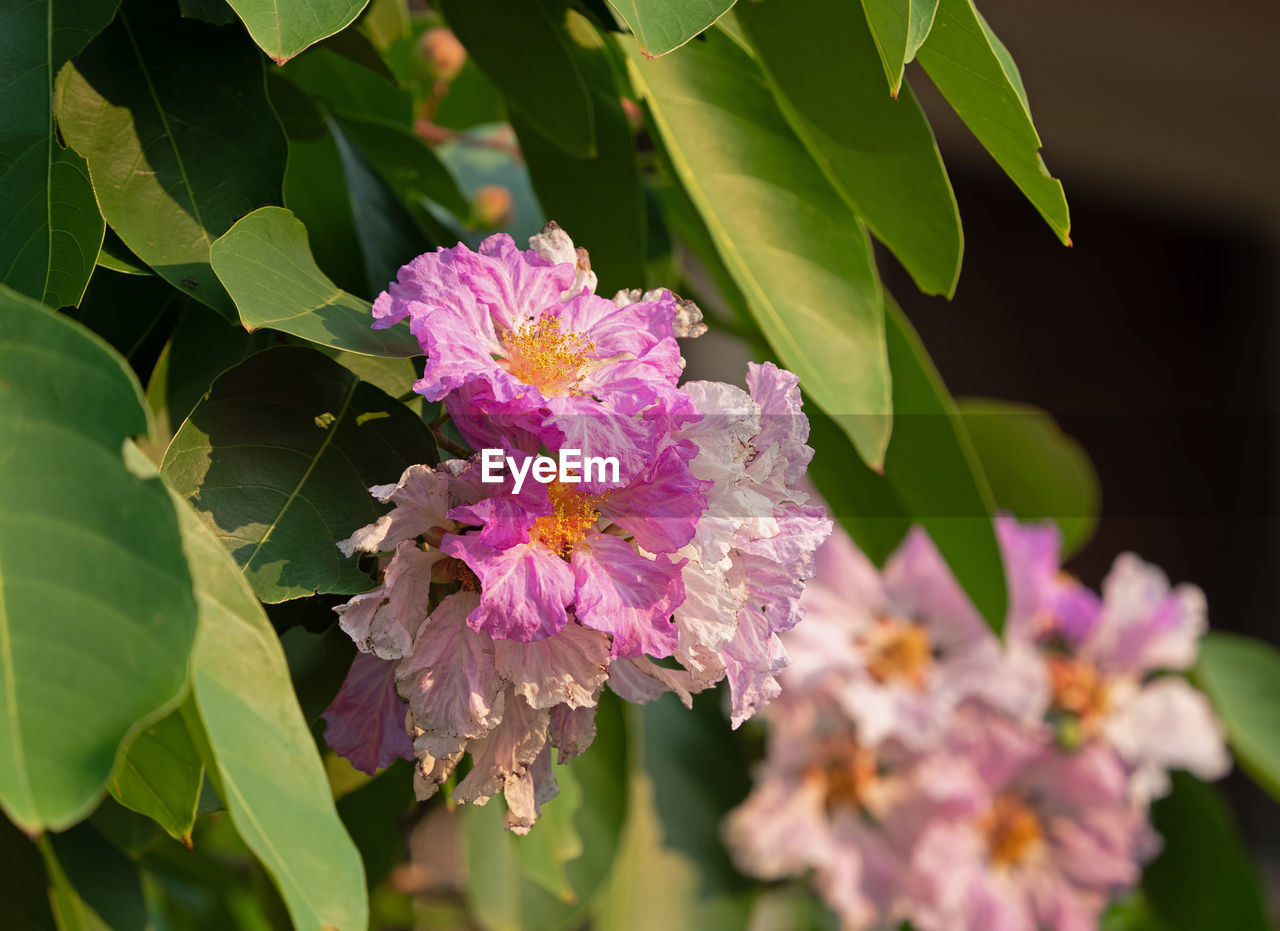 CLOSE-UP OF PURPLE FLOWERING PLANTS