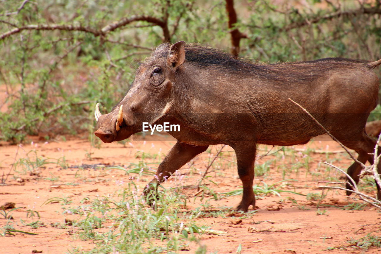 Running warthog