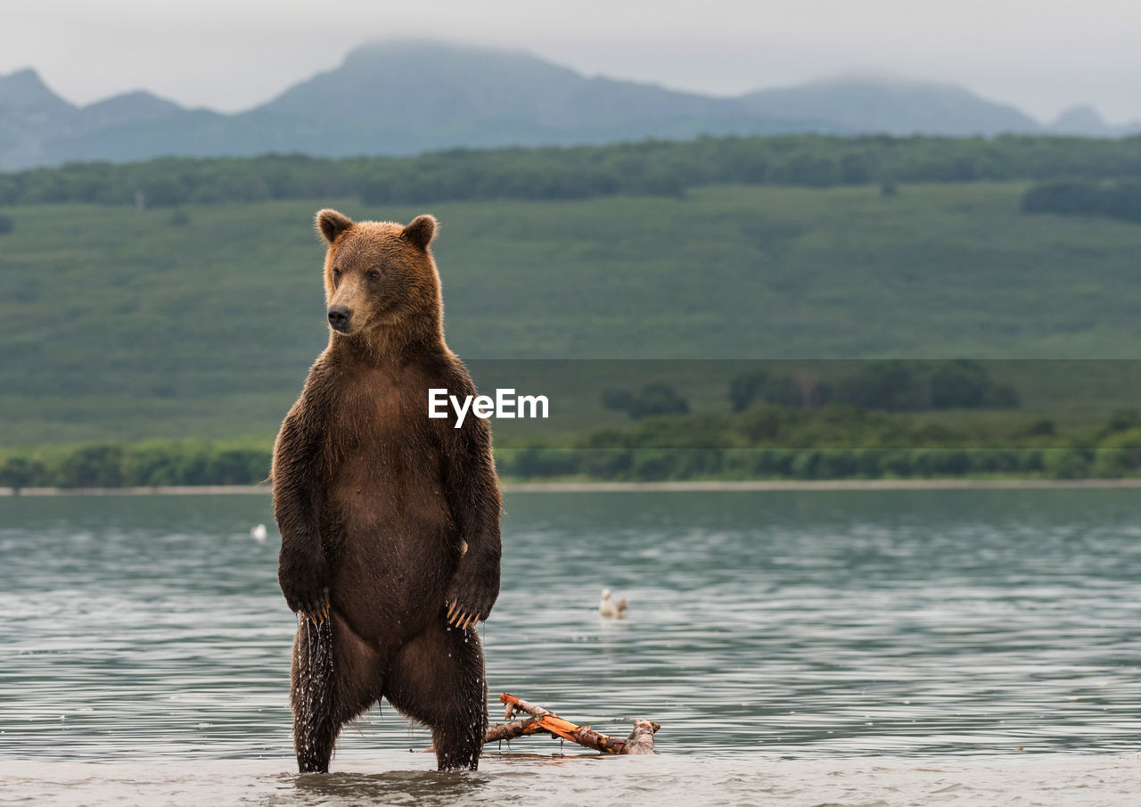 Bear against lake during foggy weather