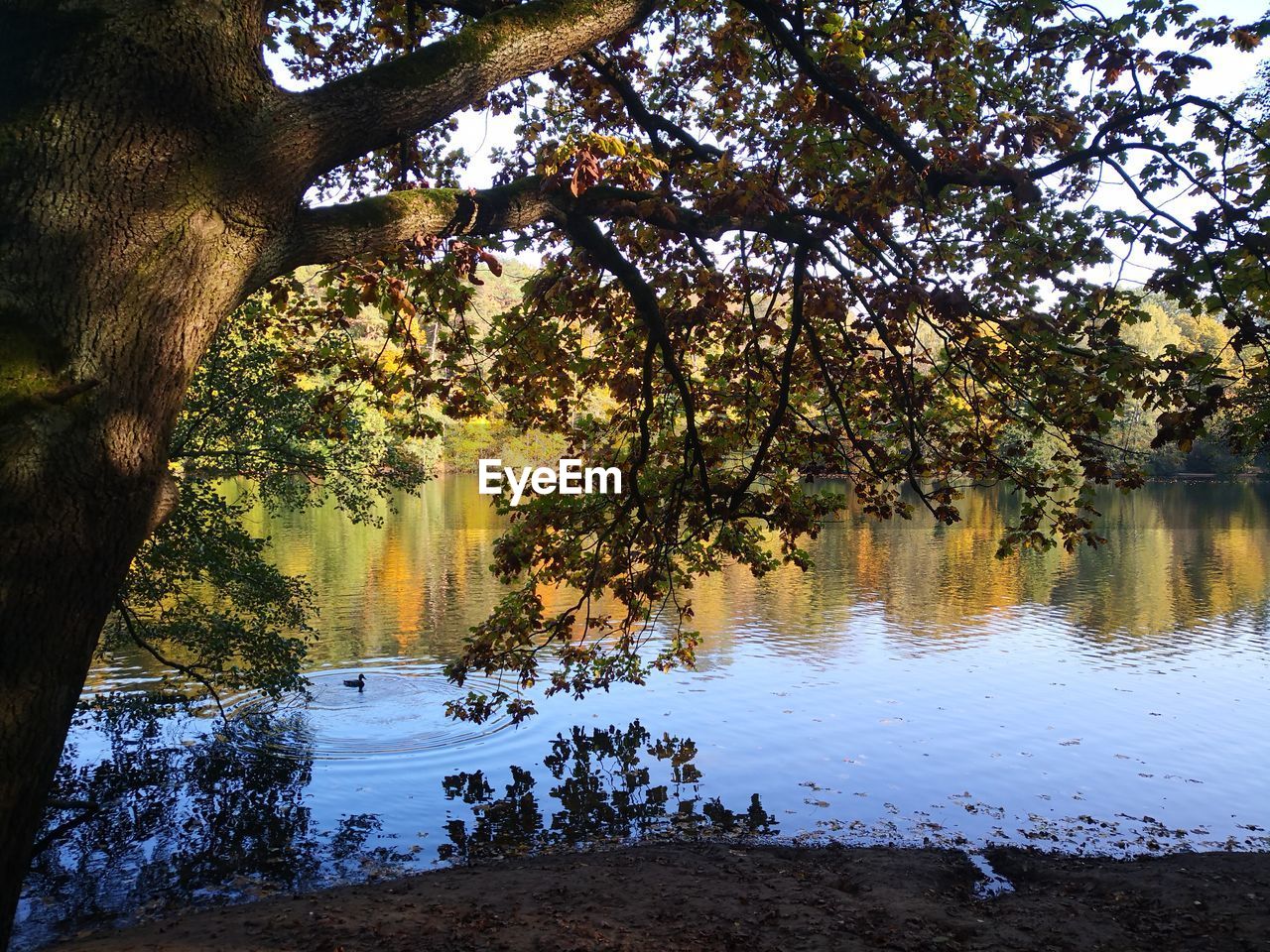 REFLECTION OF TREES IN LAKE