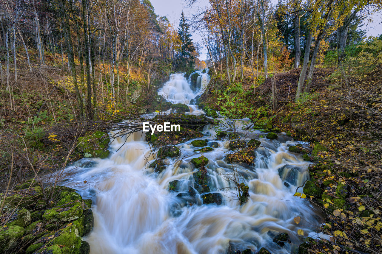 Scenic view of waterfall in forest